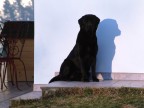Cane e Ombra Cane e Ombra