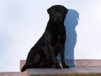 Cane e Ombra Cane e Ombra