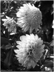 Dalie in B&amp;W