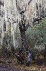 charleston tree charleston tree