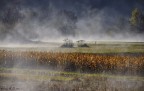 Fog Fog