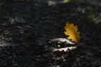 Si sta come d'autunno.. Si sta come d'autunno..