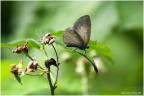 Butterfly Butterfly