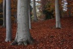 Elefante nel bosco? Elefante nel bosco?