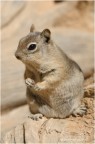 squirrel#2 squirrel#2