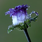 margherita violacea...