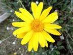Fiore d'Inverno Fiore d'Inverno