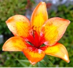 S. & C. sempre ben accetti