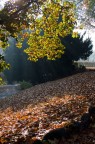Ultimi colori d'autunno