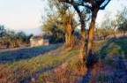 pinhole trial #5 pinhole trial #5