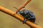 Timarcha tenebricosa Timarcha tenebricosa