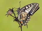 Papilio machaon Papilio machaon