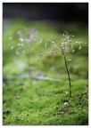A Tiny Tree A Tiny Tree