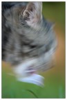 Weird cat Weird cat