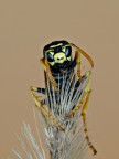 primo piano primo piano