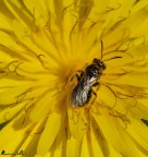 insect in the flower