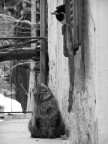 gatti... gatti...