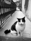 gatti... 2 gatti... 2