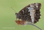 Grande Banded Grayling (Brintesia Circe) Grande Banded Grayling (Brintesia Circe)