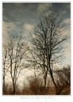 Riflessi.. d' un Albero Riflessi.. d' un Albero