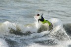 Surf Surf