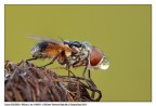 Aaaaa mosca! Aaaaa mosca!