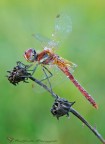 Sympetrum fonscolombii maschio Sympetrum fonscolombii maschio