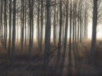 la magia del bosco.... la magia del bosco....