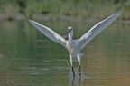 Spatola (Platalea leucorodia) Spatola (Platalea leucorodia)