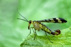 Mosca scorpione