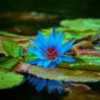 Libera interpretazione di una ninfea  ischitana