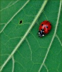 un punto rosso... un punto rosso...
