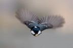 Volando Volando