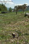 cercavo una inquadratura interessante per i funghi, ma dato che il mio cane � sempre in mezzo :-)
