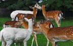 l'ora delle coccole l'ora delle coccole