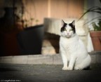 raggio di luce felino