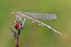 Platycnemis pennipes 2 Platycnemis pennipes 2