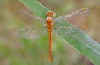 Orthetrum brunneum