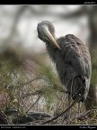 Camargue # 22
