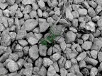 la vita nella roccia la vita nella roccia