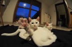 Gattino stufo dei paparazzi :P Gattino stufo dei paparazzi :P