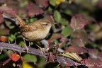 Scricciolo (Troglodytes troglodytes) Scricciolo (Troglodytes troglodytes)
