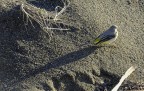 sulla spiaggia sulla spiaggia