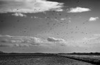 Volo di gabbiani