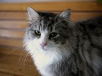 micio micio