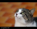 The Cat 2 The Cat 2