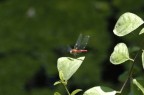 libellula libellula