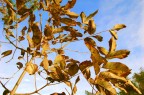 Alberello da sotto e cielo Alberello da sotto e cielo
