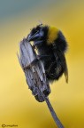 Bombus di Natale (con storiellina) Bombus di Natale (con storiellina)