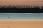 garzetta al tramonto garzetta al tramonto
